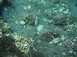 Snorkeling at Molokini

